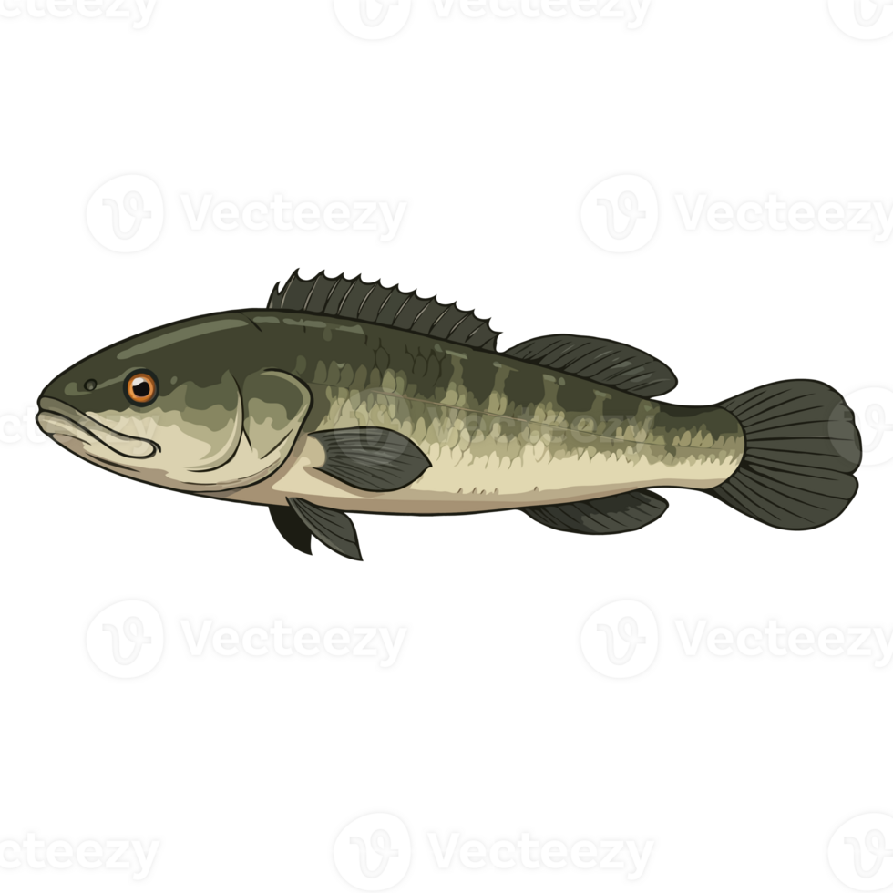 Mudfish Drawing and Illustration png