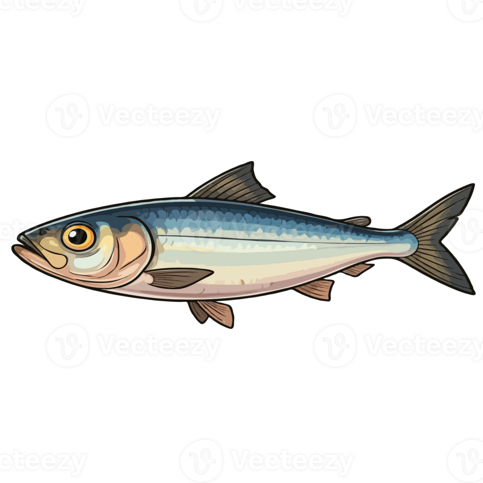 Sardines Fish Illustration png