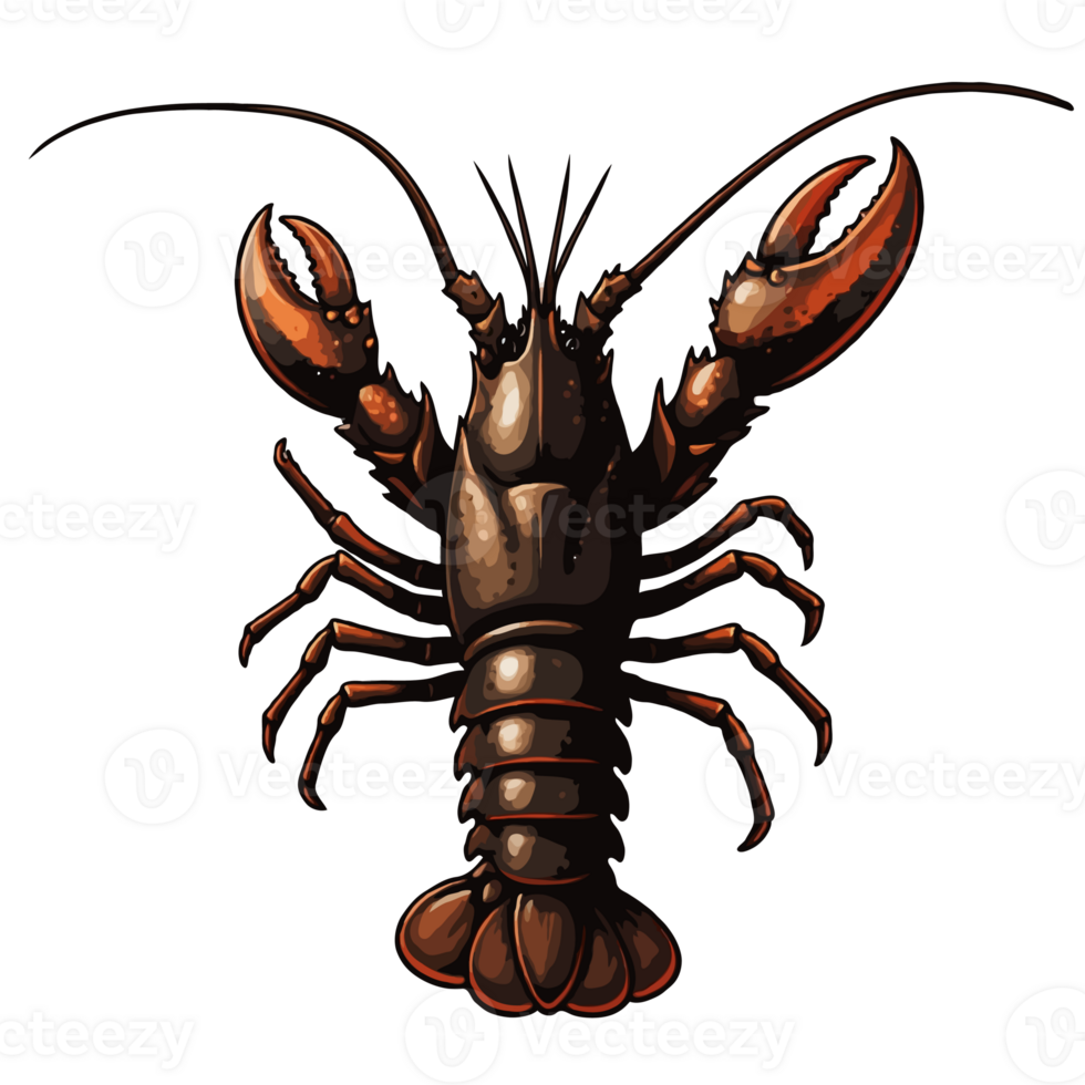 Lobster Drawing and Illustration png