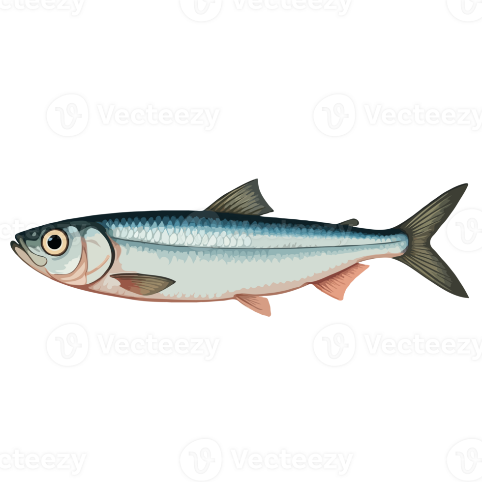 Anchovy Fish Illustration png