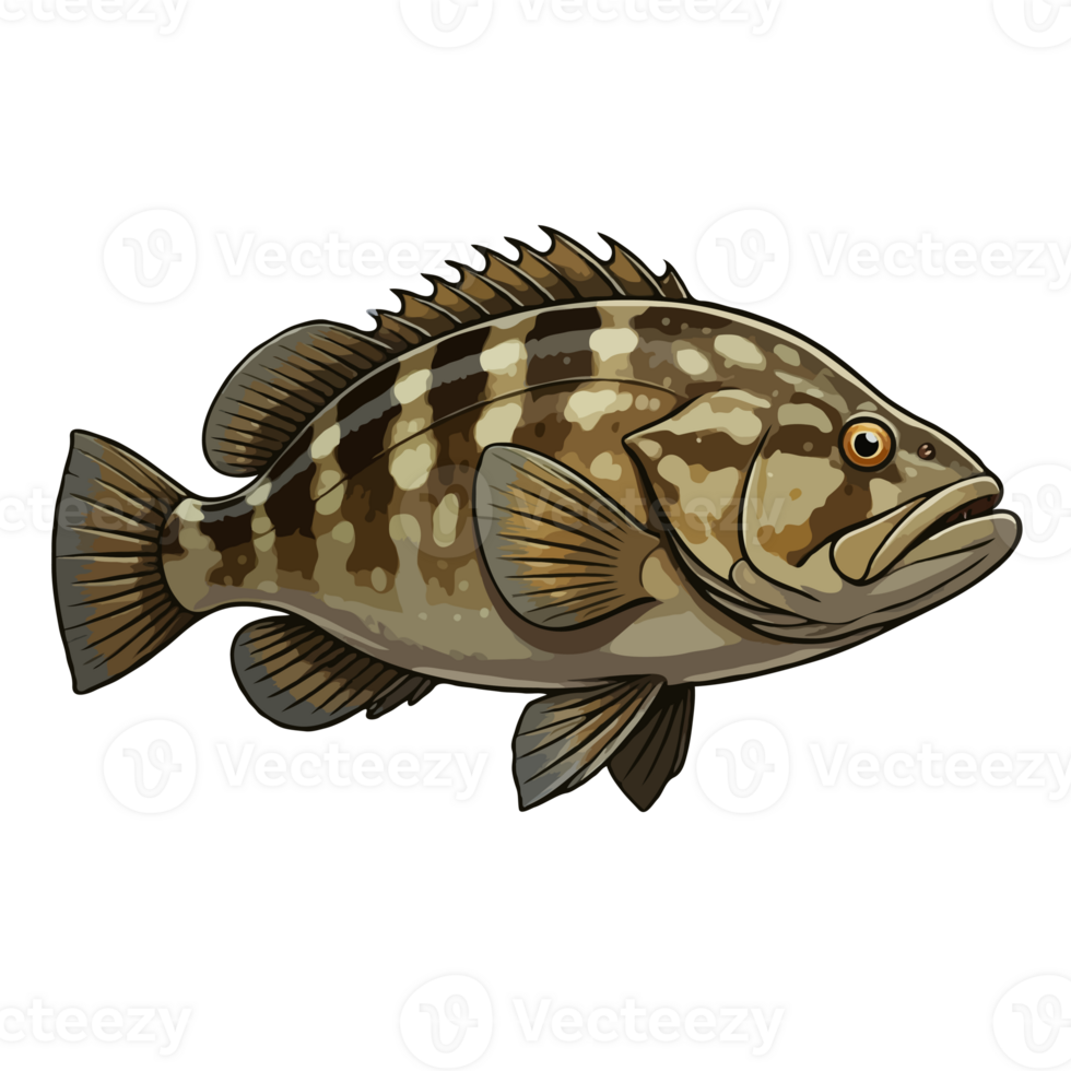 Grouper Fish Illustration png