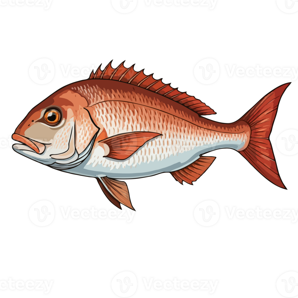 Snapper Fish Illustration png
