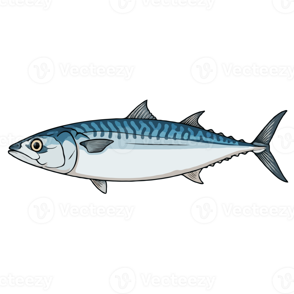 Mackerel Fish Illustration png