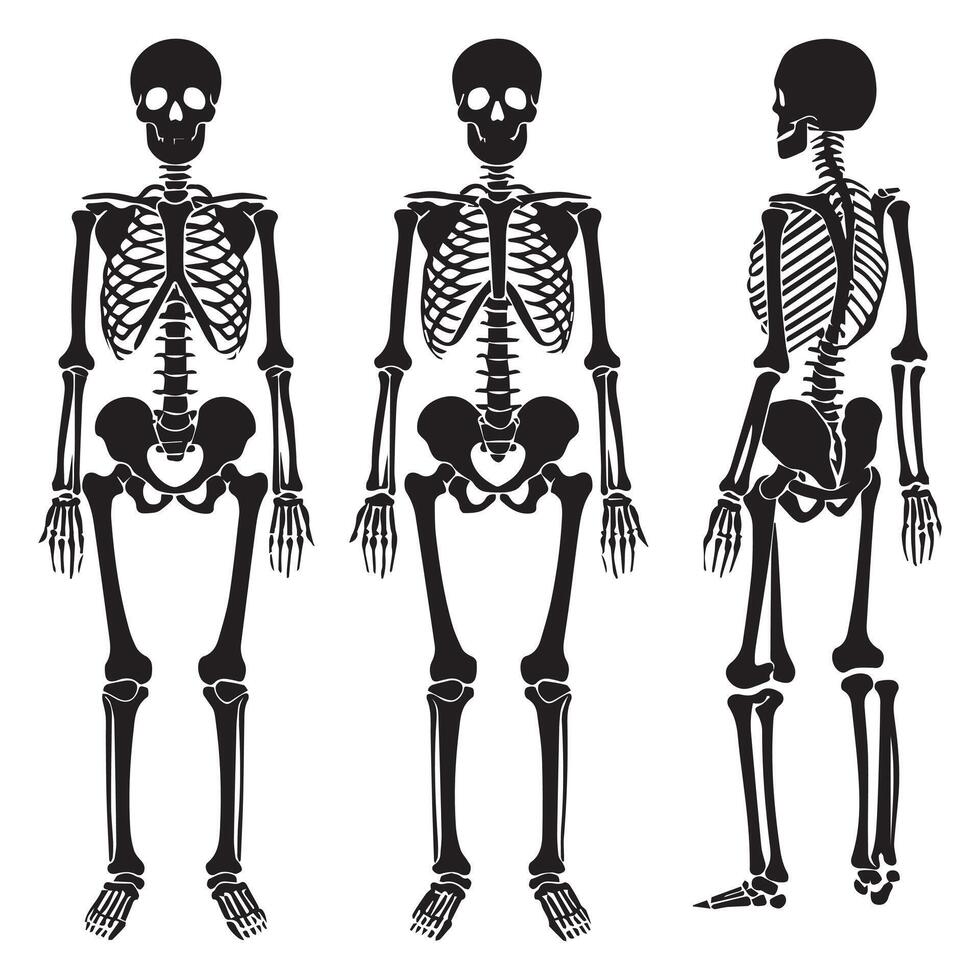 Anatomical human skeleton in three positions vector