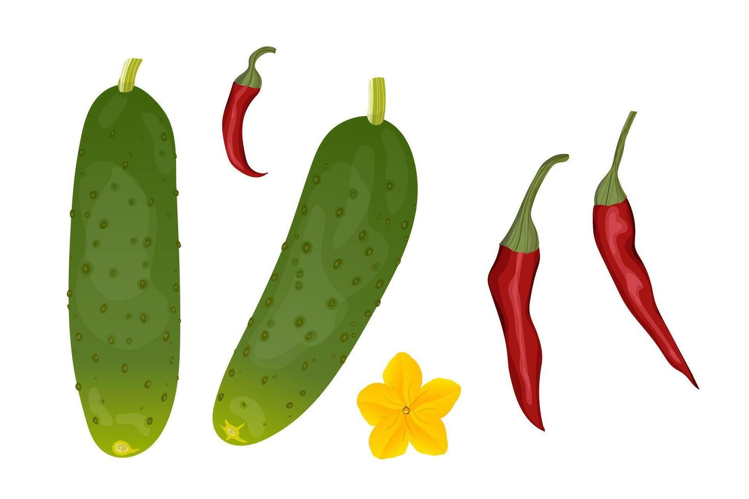 Set of cucumbers and red hot chilli peppers. Illustration of vegetarian food. vector