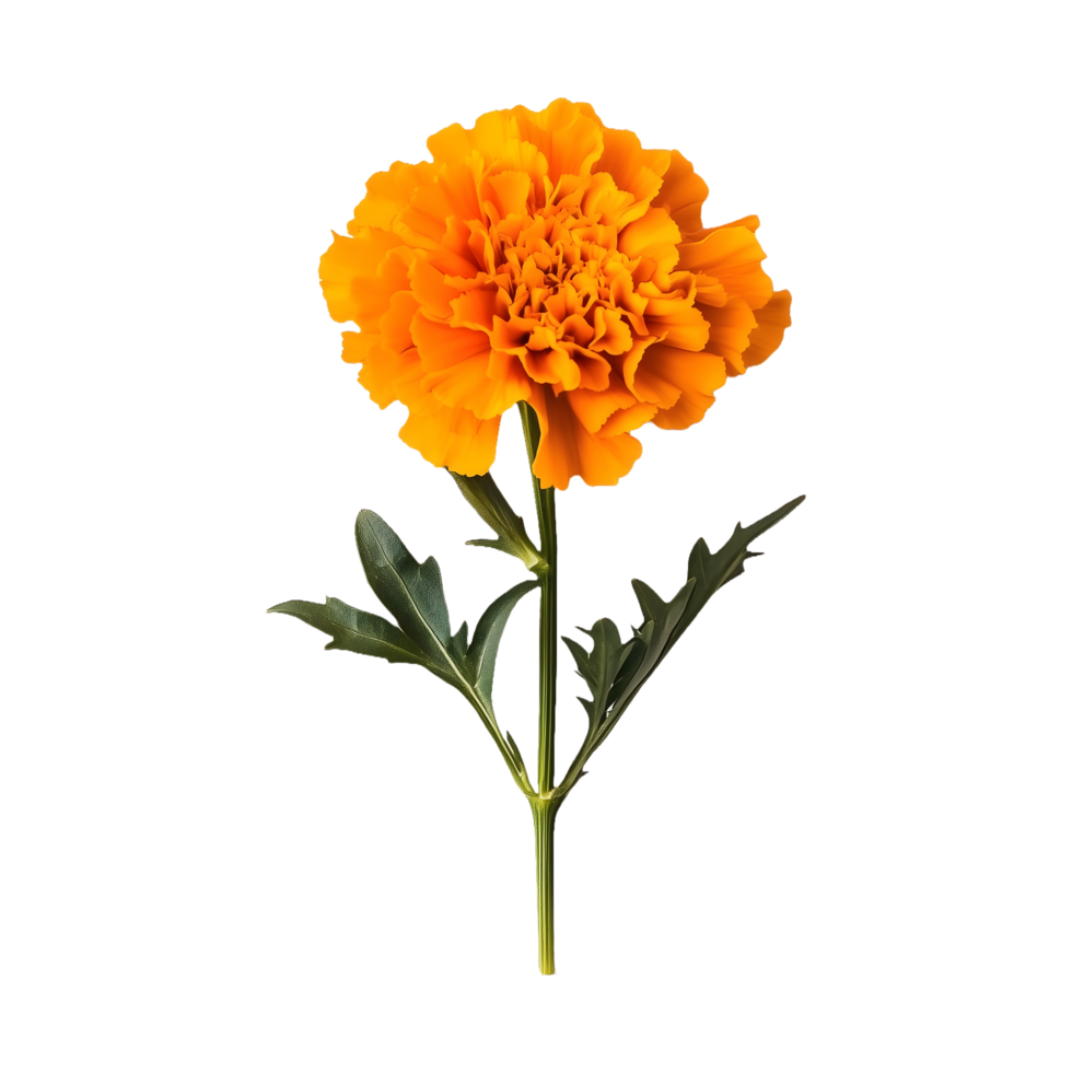 Golden-Toned Marigold Flower Isolated on Transparent Background Great for Decorative Covers, Marketing Graphics, and Event Promotions. png