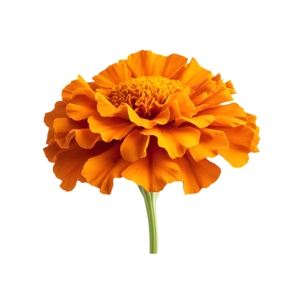Orange Marigold Flower Isolated on Transparent Background Great for Nature-Themed Product Promotions, Decorative Graphics, and Social Media Posts. png