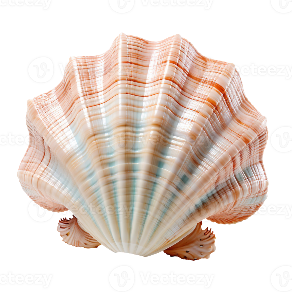 A seashell isolated on transparent background png