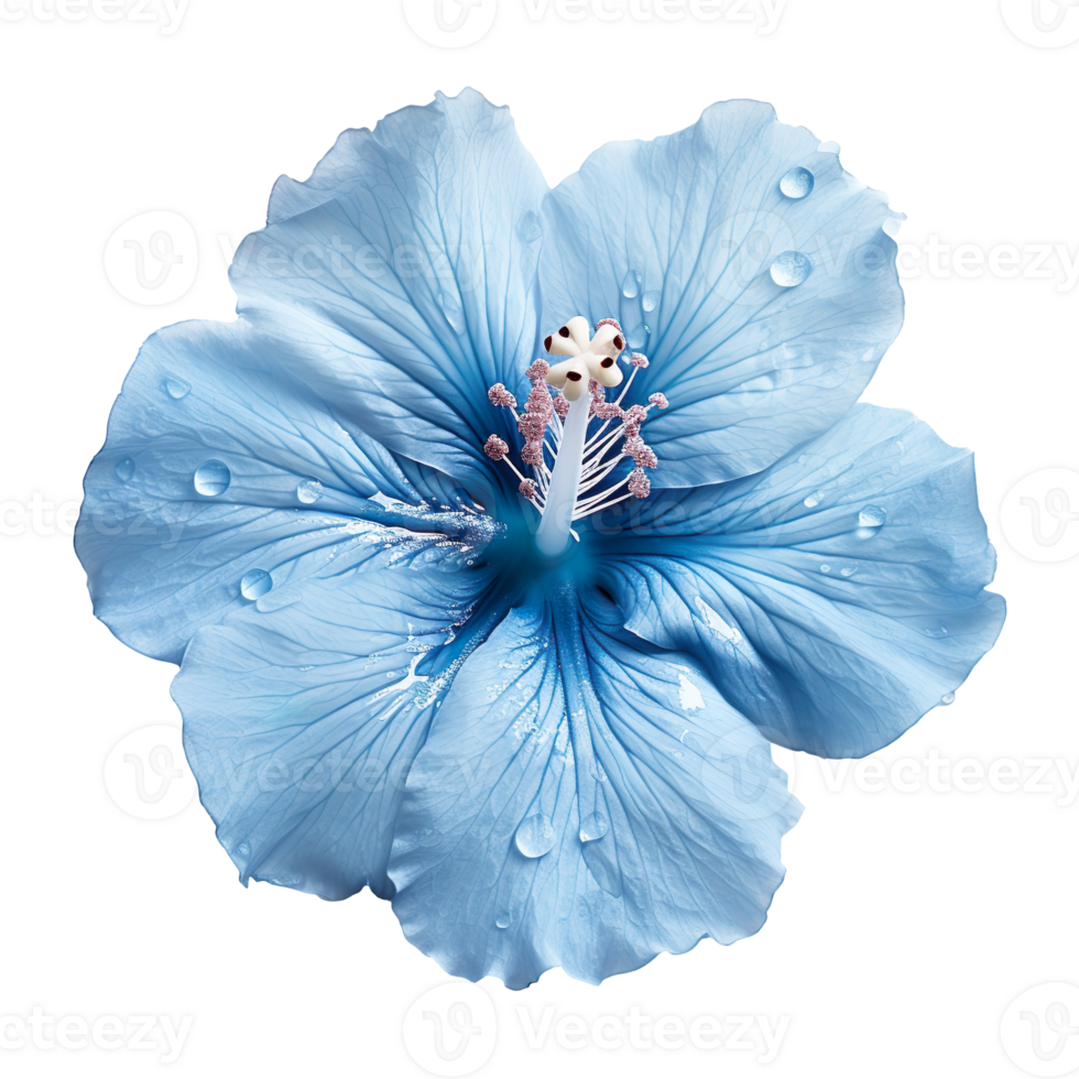 blue hibiscus flower isolated on transparent background png