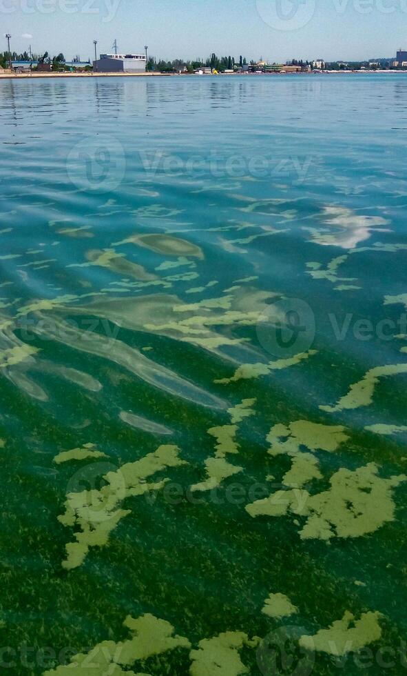 Algae float on the surface of the water in the Black Sea, a toxic blue-green algae Nodularia spumigena photo
