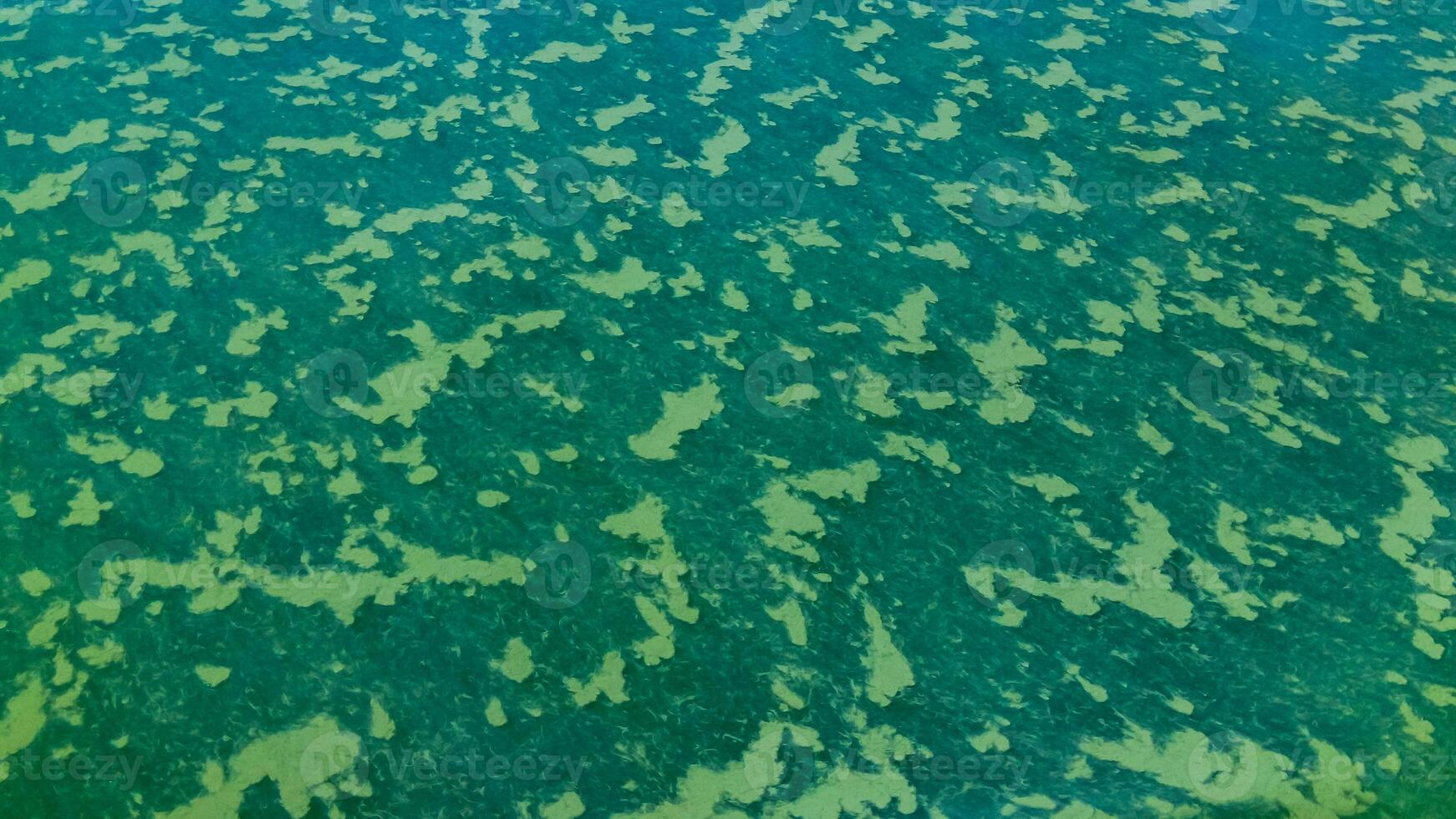 Algae float on the surface of the water in the Black Sea, a toxic blue-green algae Nodularia spumigena photo