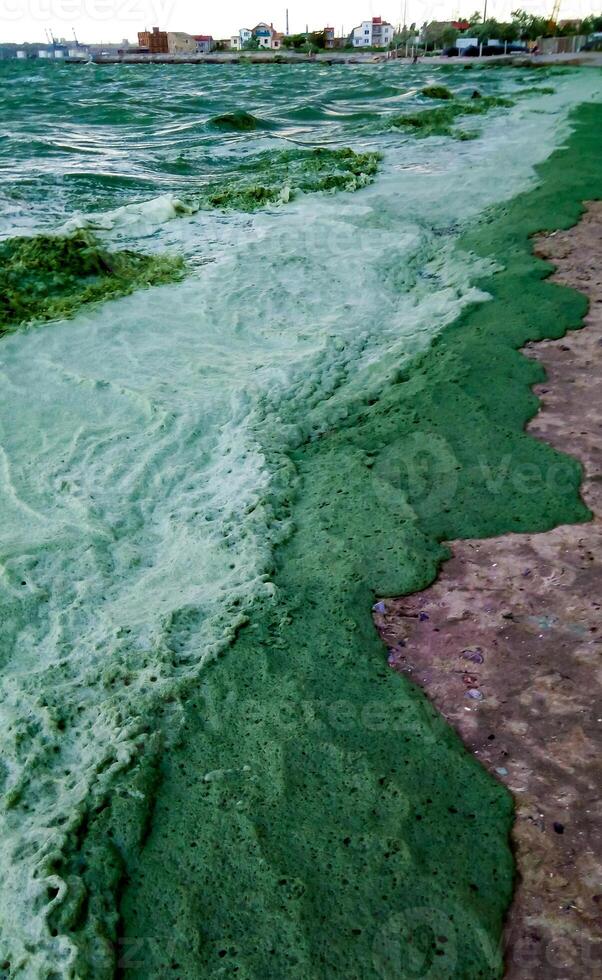 Storm washed up on the Black Sea a toxic blue-green algae Nodularia spumigena photo