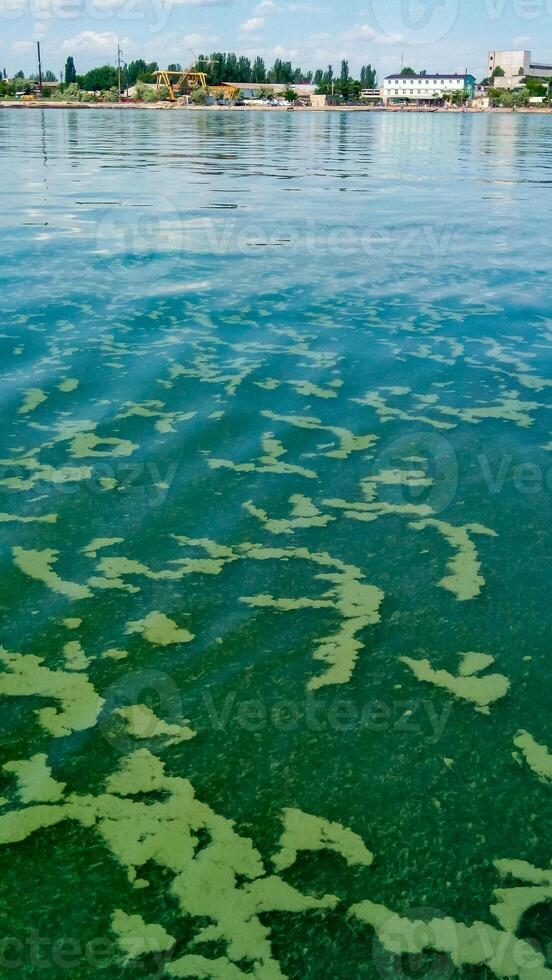 Algae float on the surface of the water in the Black Sea, a toxic blue-green algae Nodularia spumigena photo