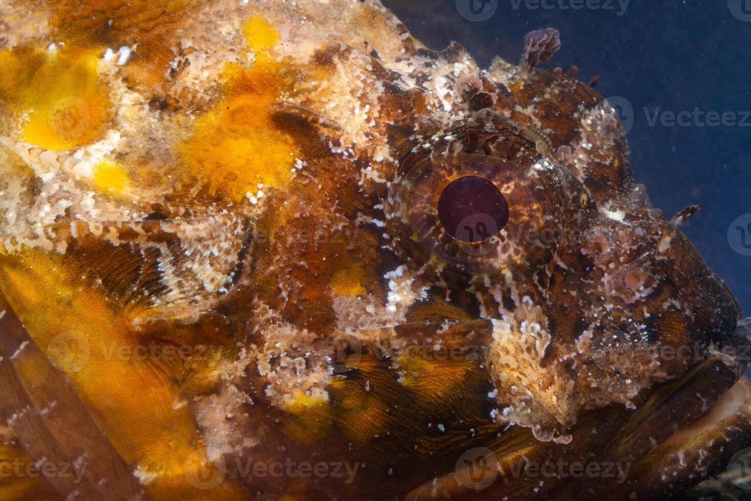 Poisonous dangerous fish, European black scorpionfish Scorpaena porcus, Fish of the Black Sea photo