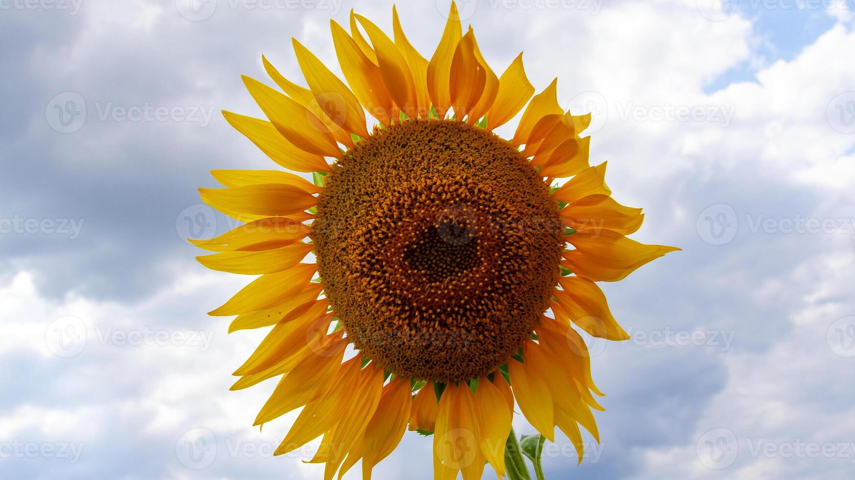 The common sunflower Helianthus annuus. Bolgradsky district photo