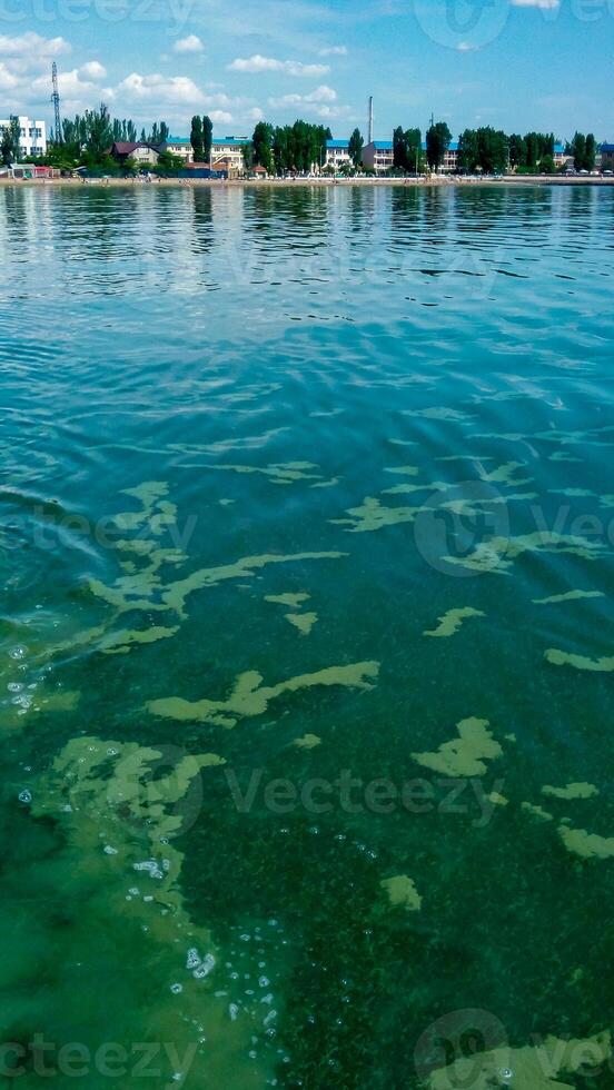 Algae float on the surface of the water in the Black Sea, a toxic blue-green algae Nodularia spumigena photo