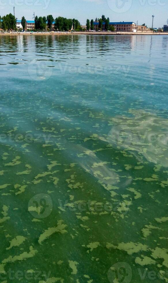 Algae float on the surface of the water in the Black Sea, a toxic blue-green algae Nodularia spumigena photo