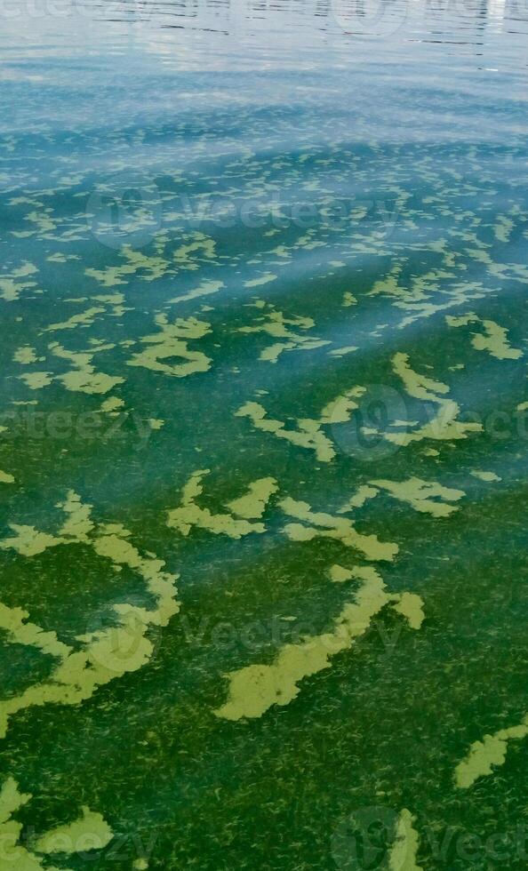 Algae float on the surface of the water in the Black Sea, a toxic blue-green algae Nodularia spumigena photo