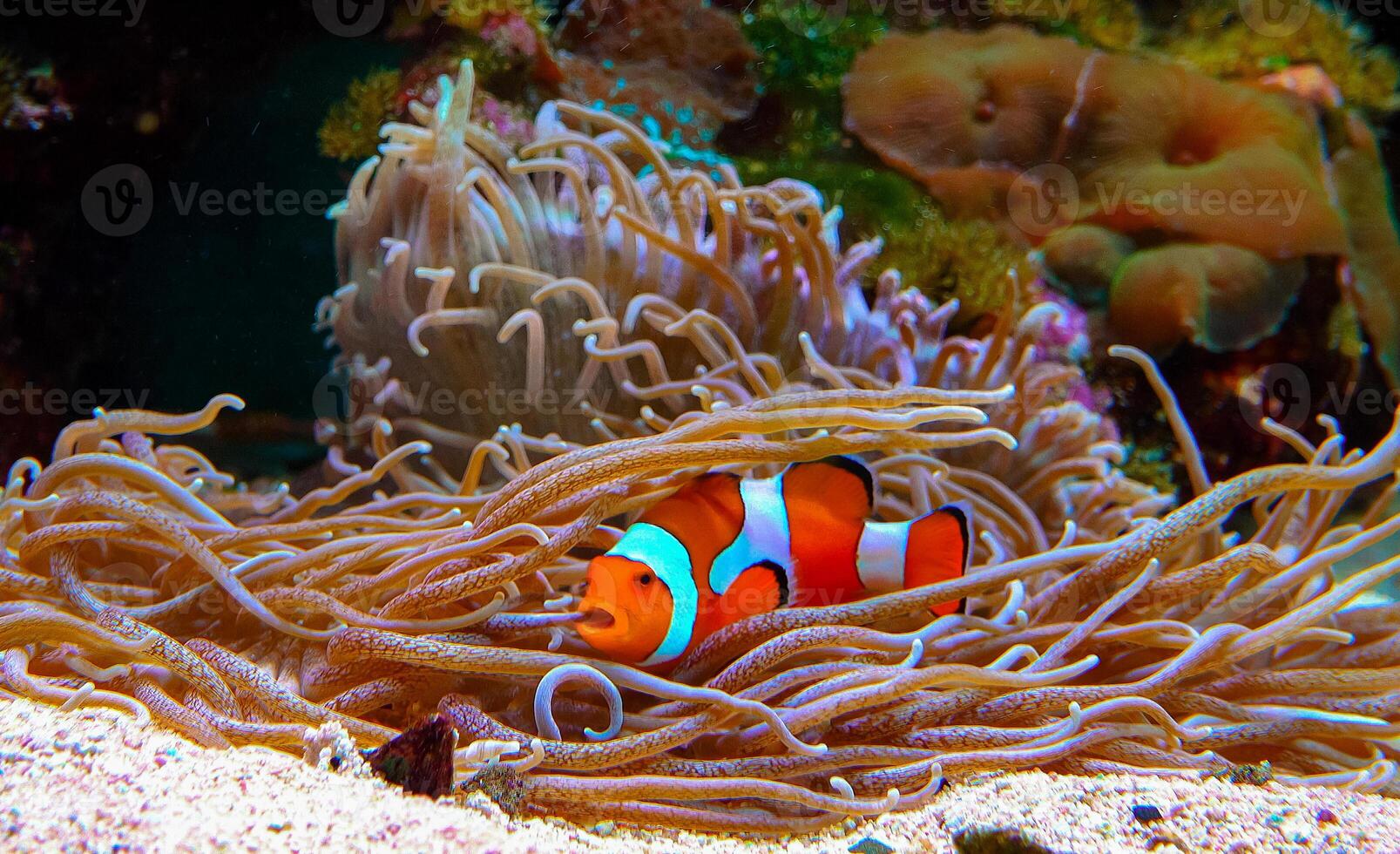 Clown fish, Anemonefish Amphiprion ocellaris swim among the tentacles of anemones photo