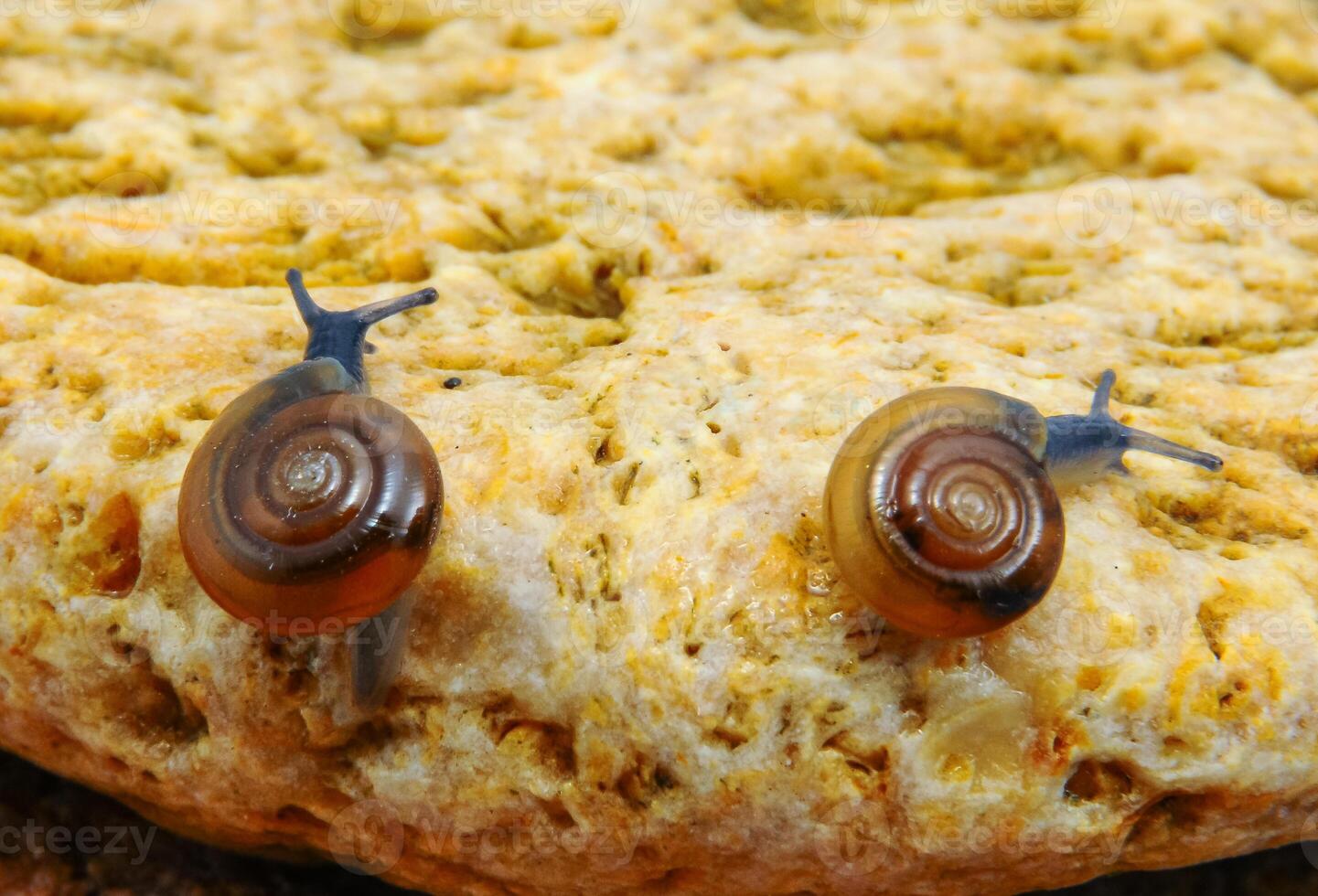 Glass snail Oxychilus translucidus a species of small land snail photo