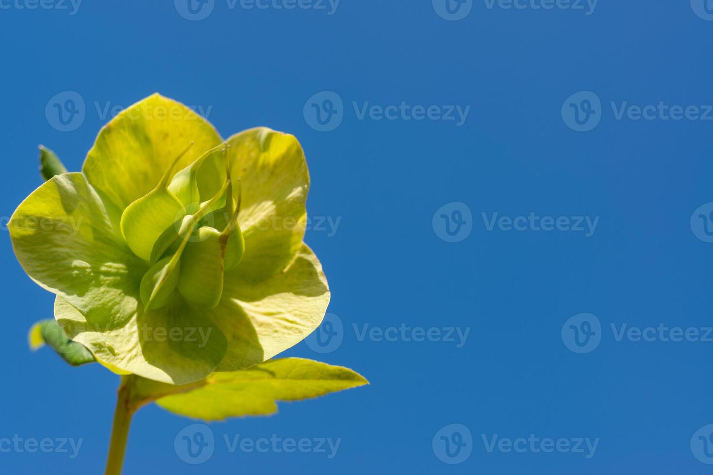 Christmas rose Hellebores Hellebore sp., yellow-green flowers against the blue sky photo