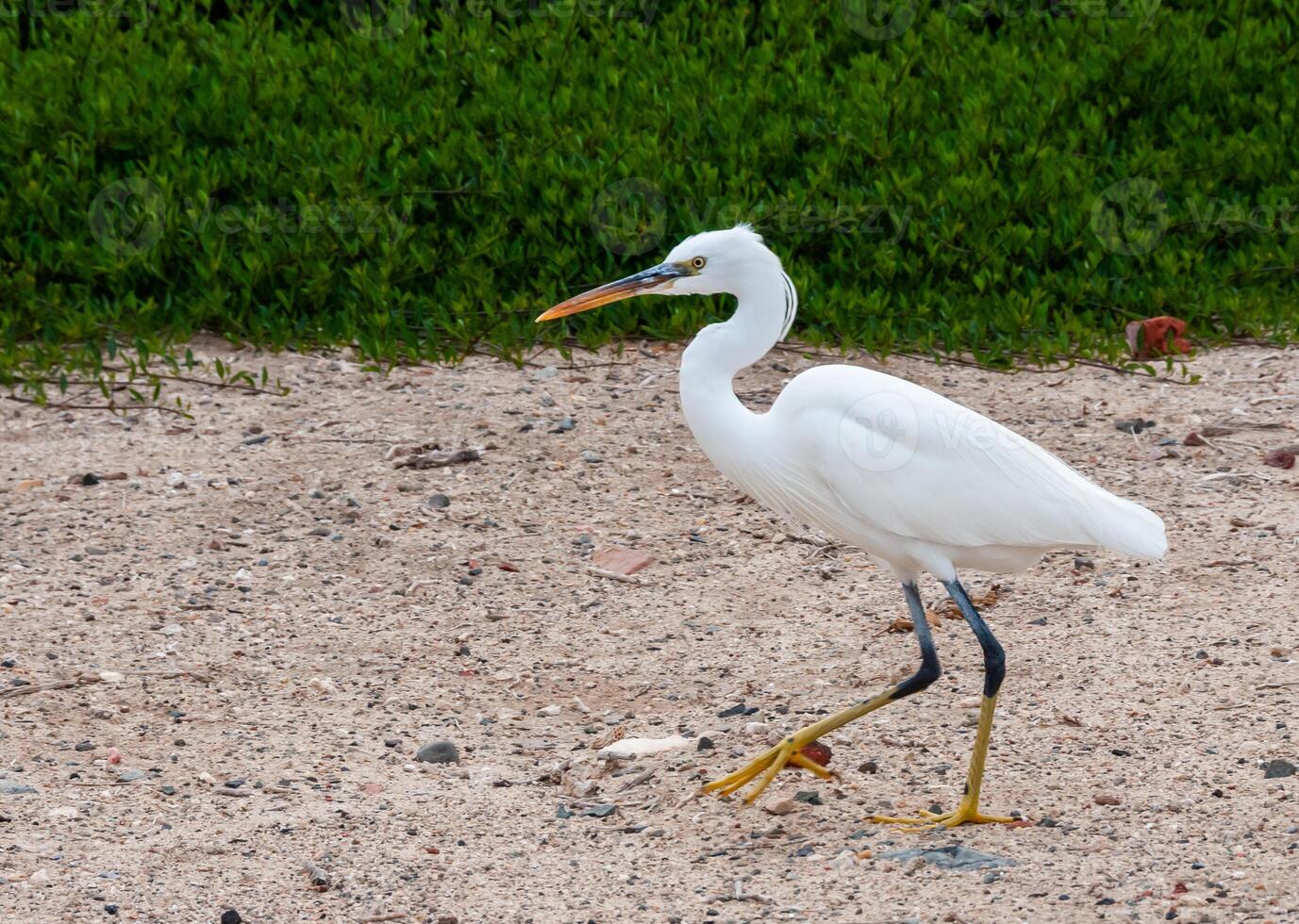 A white heron bird hunts on a sandy shore, Red Sea, Marsa Alam, Egypt photo