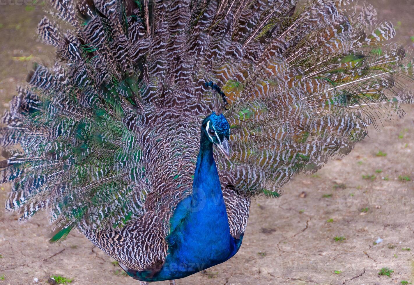 The Indian blue peafowl, Peacock Pavo cristatus, Askania-Nova, Ukraine photo