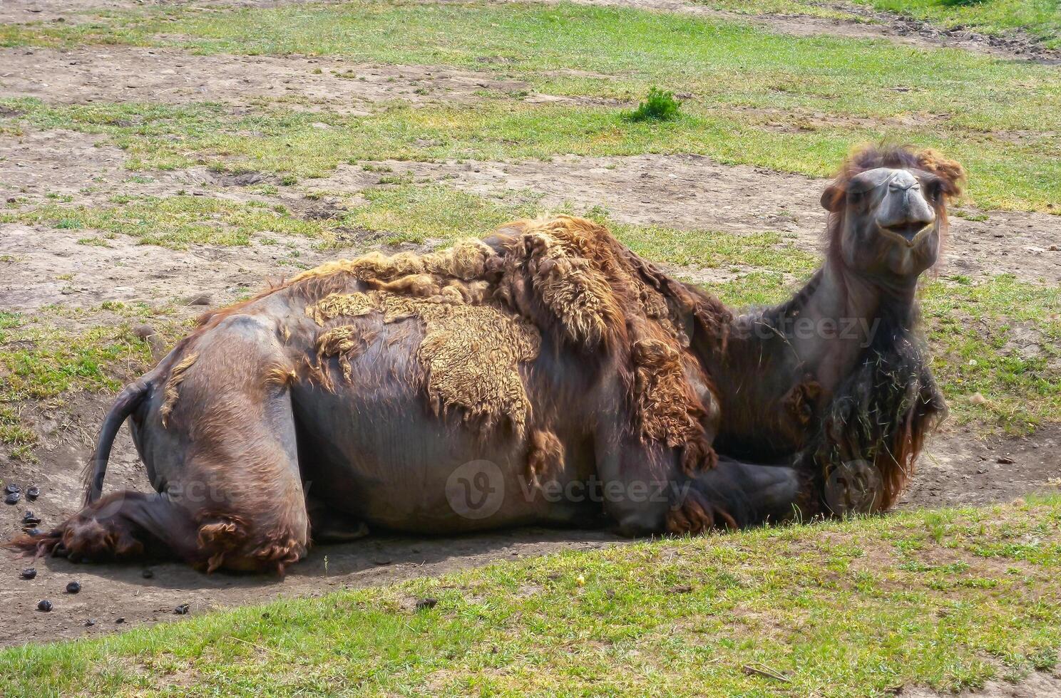 The Bactrian camel Camelus bactrianus the animal molts in summer and rests in the sun photo