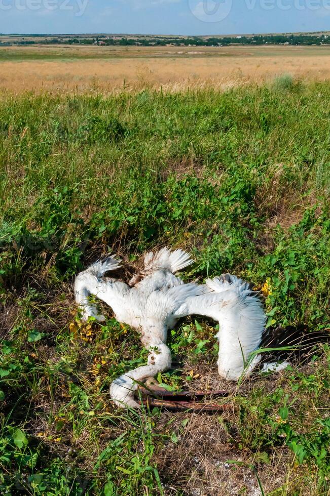 Dead pink pelican on the bank of the estuary, crashed on the wires of power lines, Ukraine photo