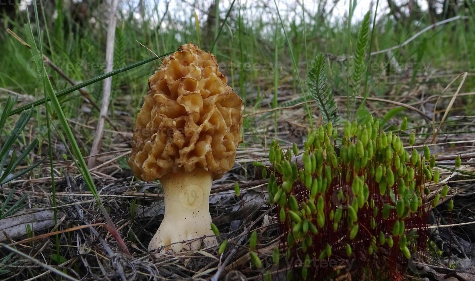 Morchella esculenta, commonly known as common morel, morel, yellow morel, true morel, morel mushroom, and sponge morel, is a species of fungus photo
