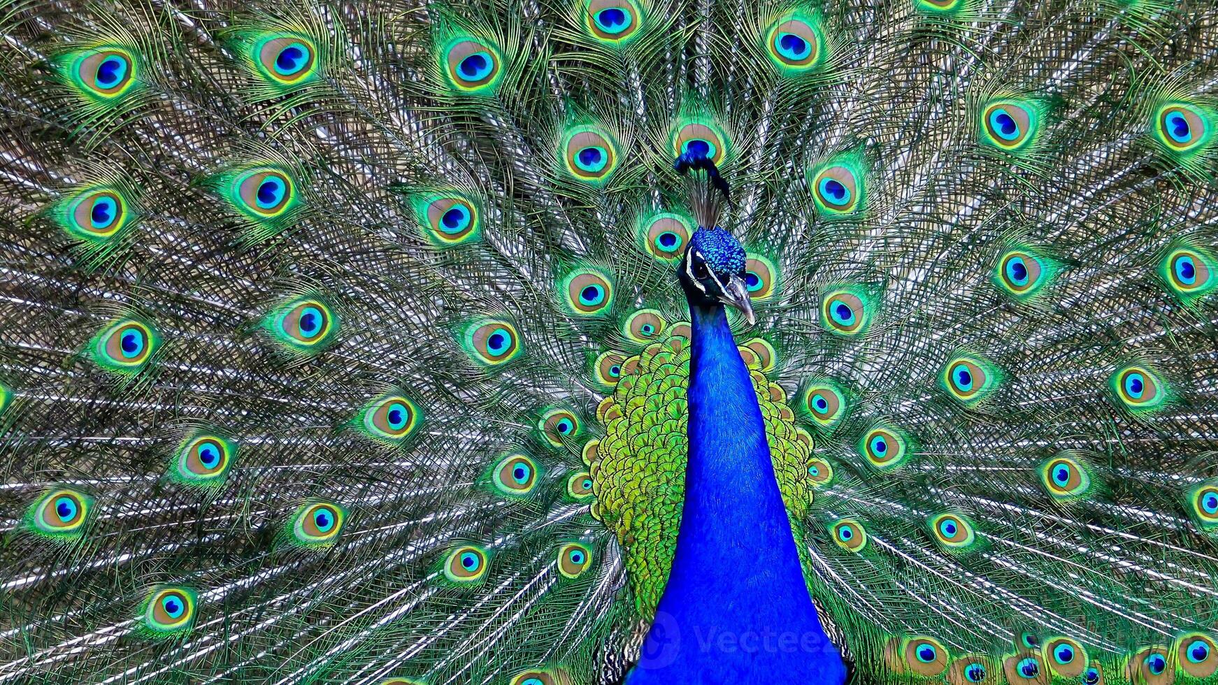 The Indian blue peafowl, Peacock Pavo cristatus, male with open bright tail plumage photo