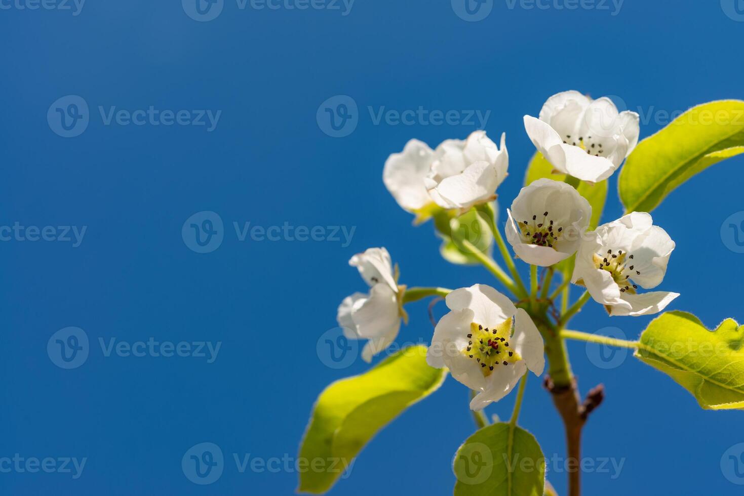 Flowering pear branch against the blue sky, Ukraine photo