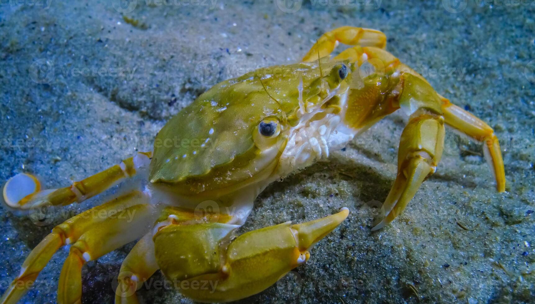 The crab eats, Swimming crab Macropipus holsatus or Flying crab -Liocarcinus. Black Sea, Odessa Bay photo