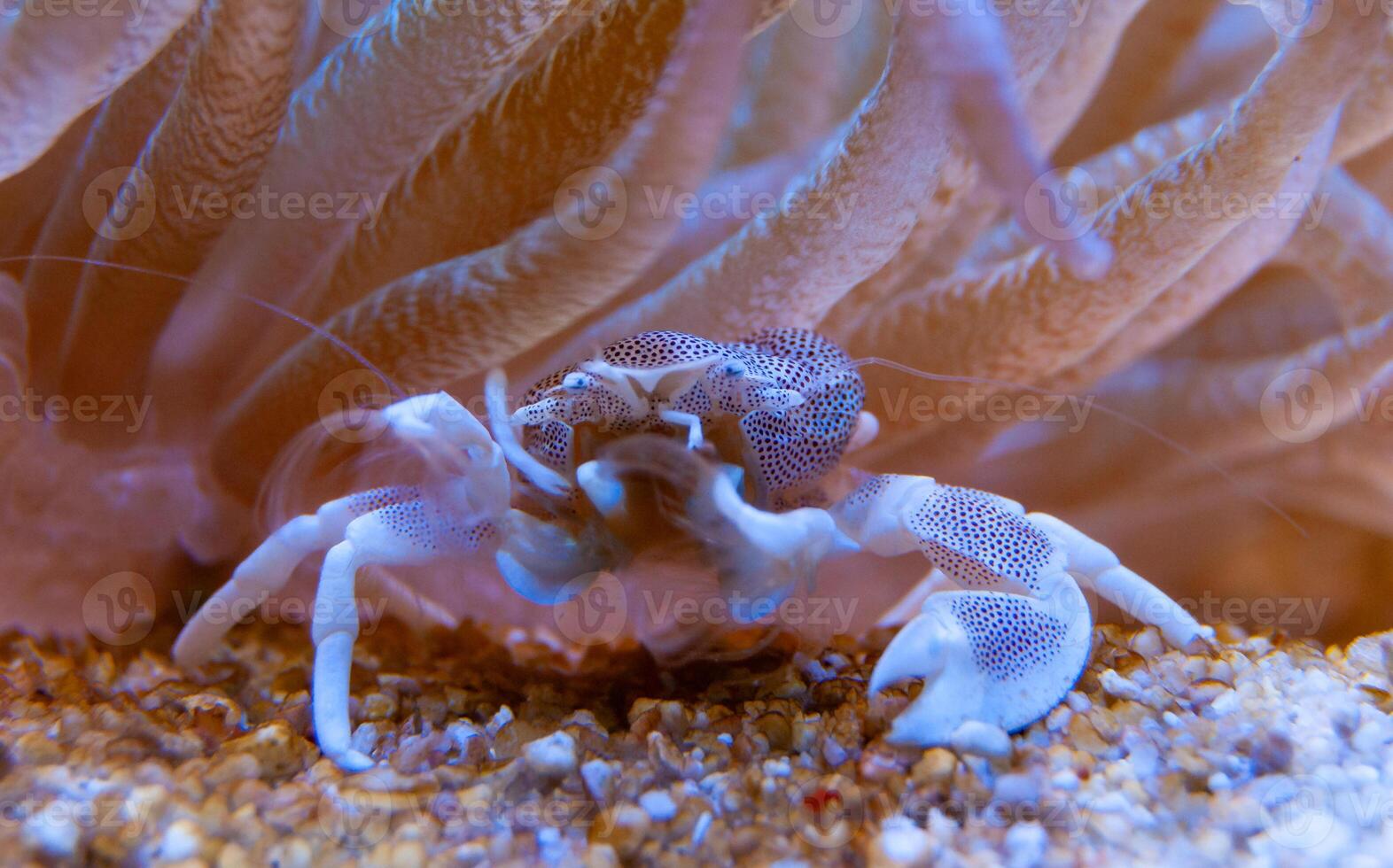Porcelain Anemone Crab Neopetrolisthes Petrolisthes ohshimai, a crab sits under an anemone in an aquarium photo