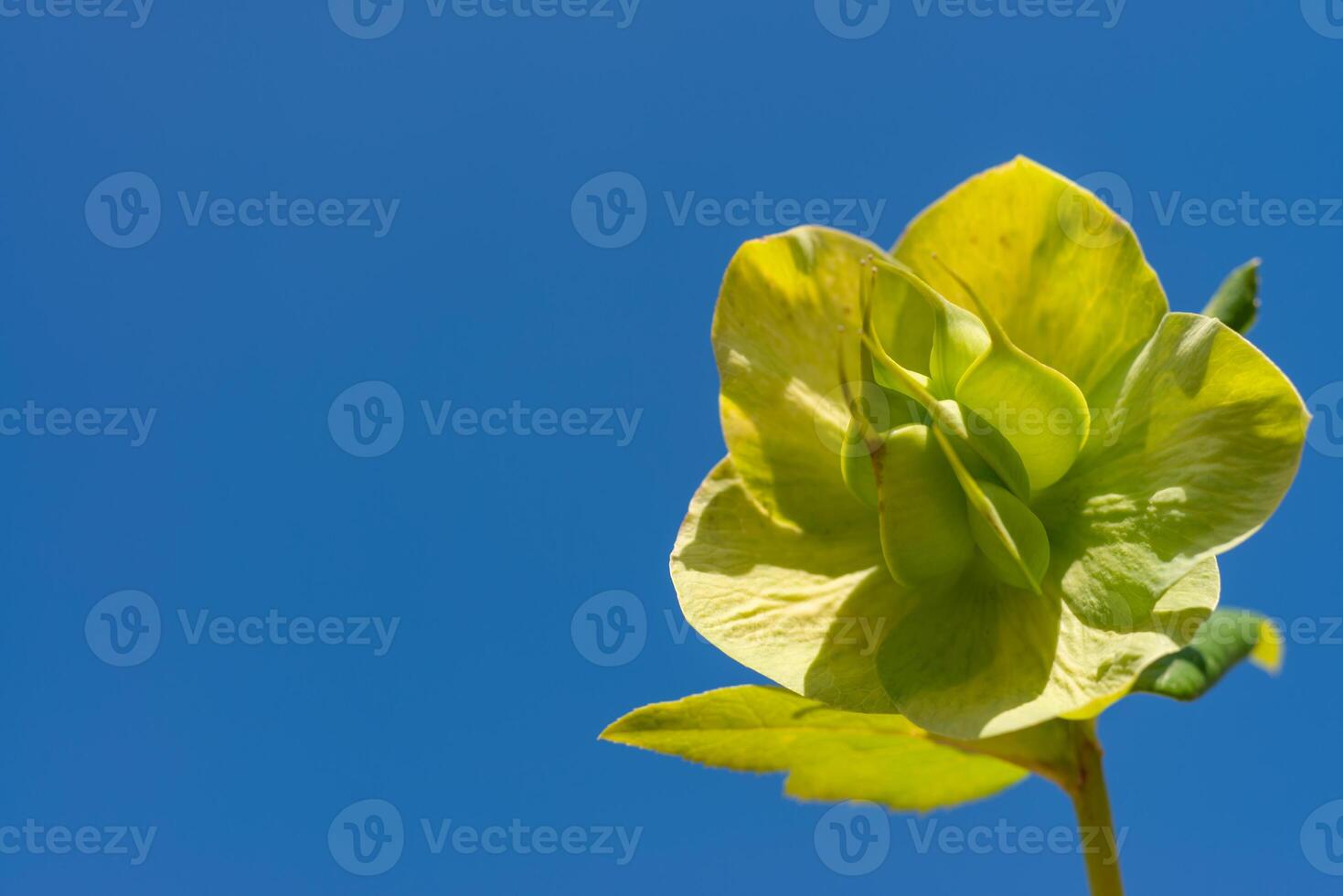Christmas rose Hellebores Hellebore sp., yellow-green flowers against the blue sky photo