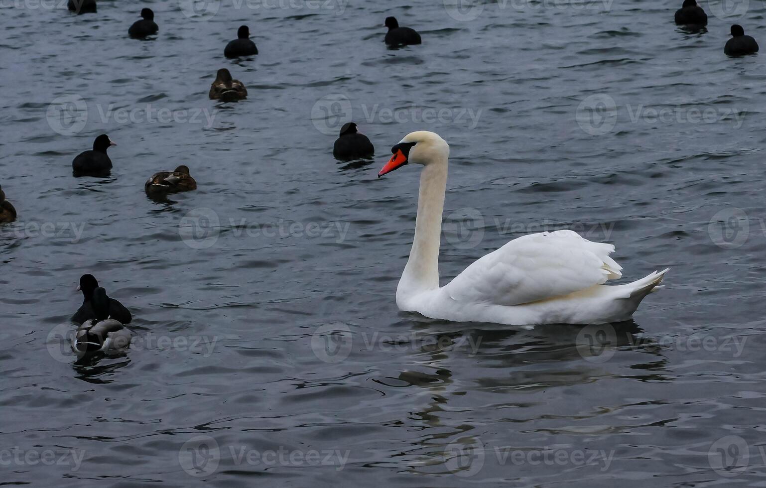 Adult bird mute swan Cygnus olor, old bird with a red beak swims in the sea photo