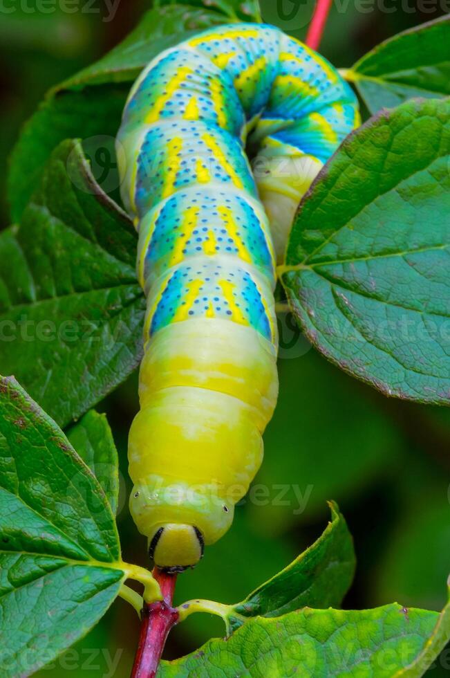 The African death's-head hawkmoth Acherontia atropos, A nocturnal butterfly caterpillar crawls on the red stem of a plant photo