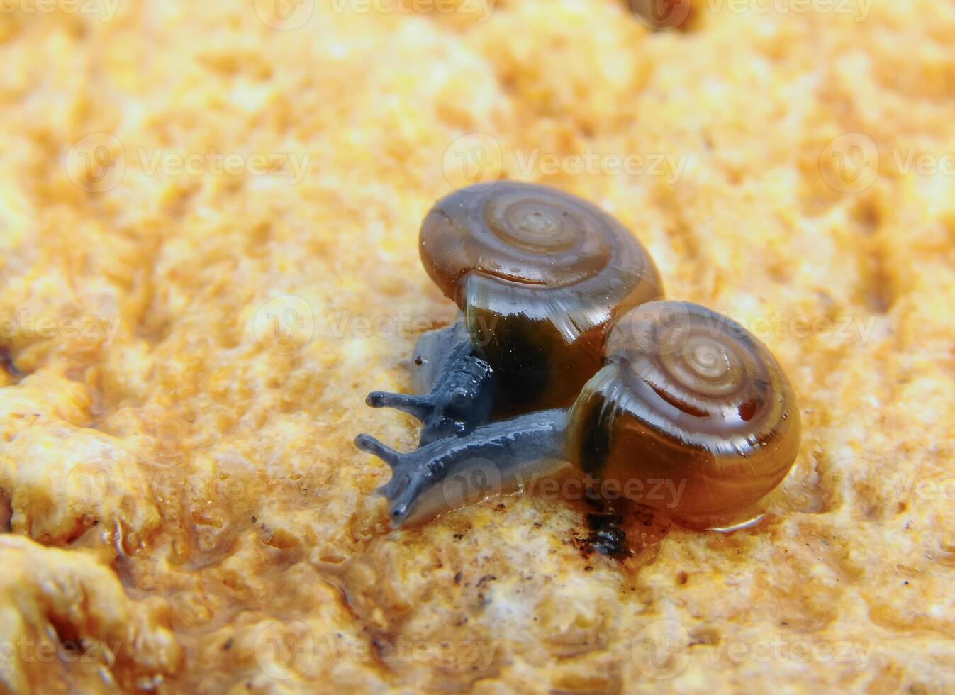 Glass snail Oxychilus translucidus a species of small land snail photo