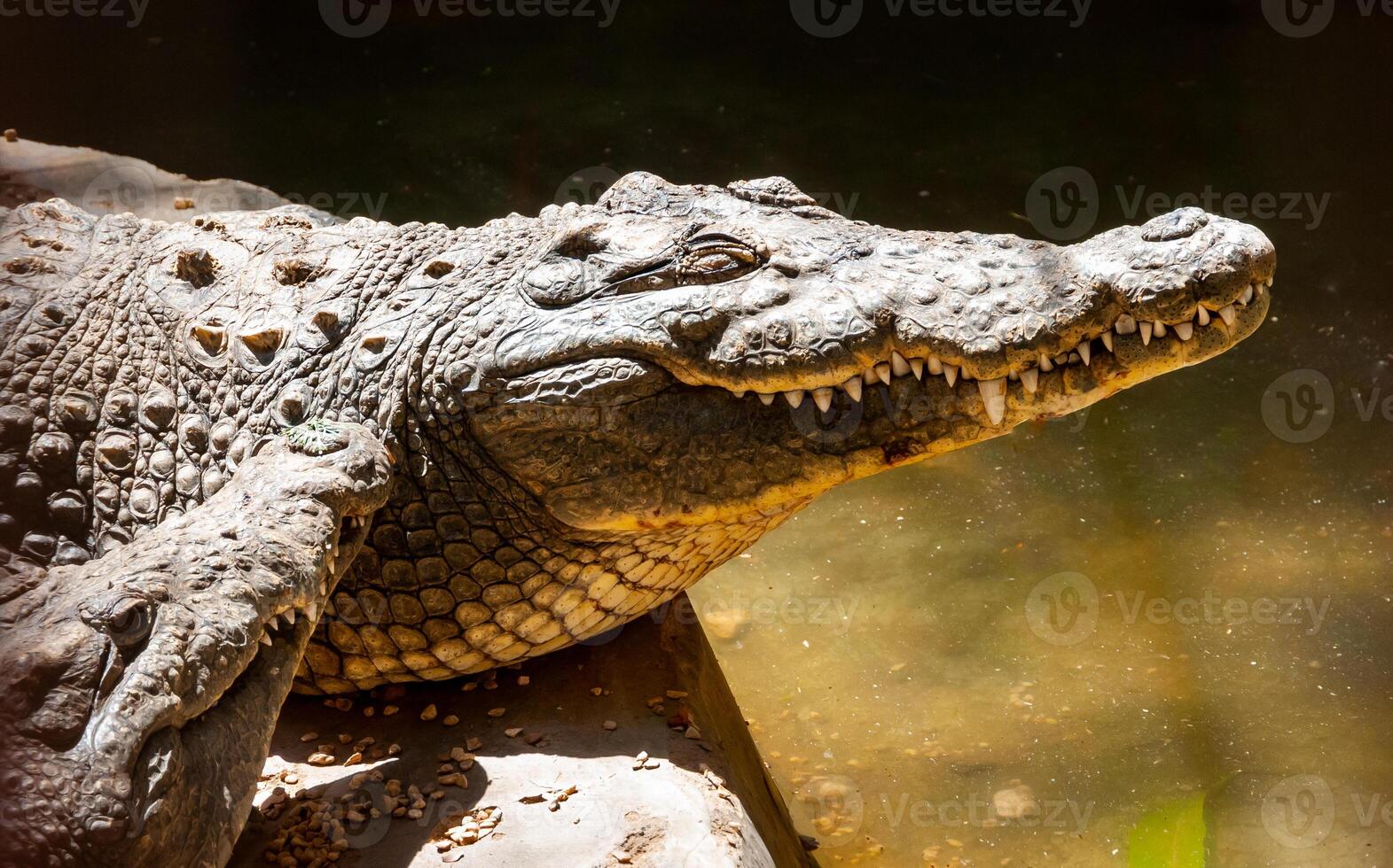 Large Nile crocodile Crocodylus niloticus in Egypt on the banks of the Nile photo