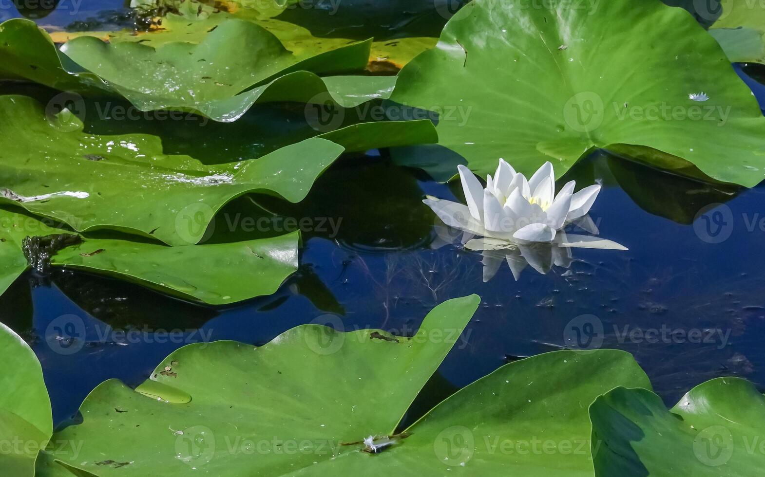 Beautiful white water lily Nymphaea alba flowers on the water surface photo