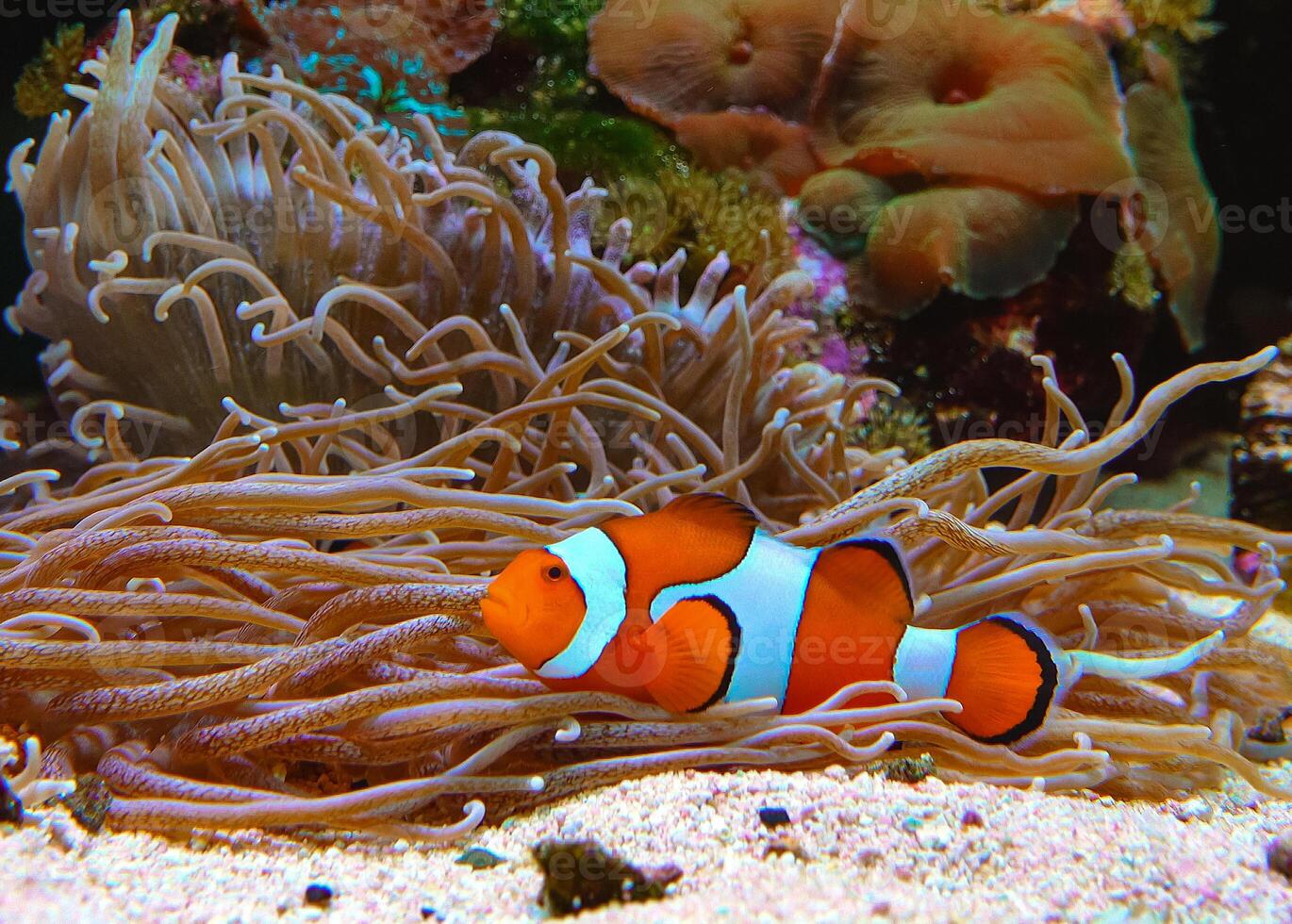 Anemonefish - Amphiprion ocellaris swim among the tentacles of anemones photo
