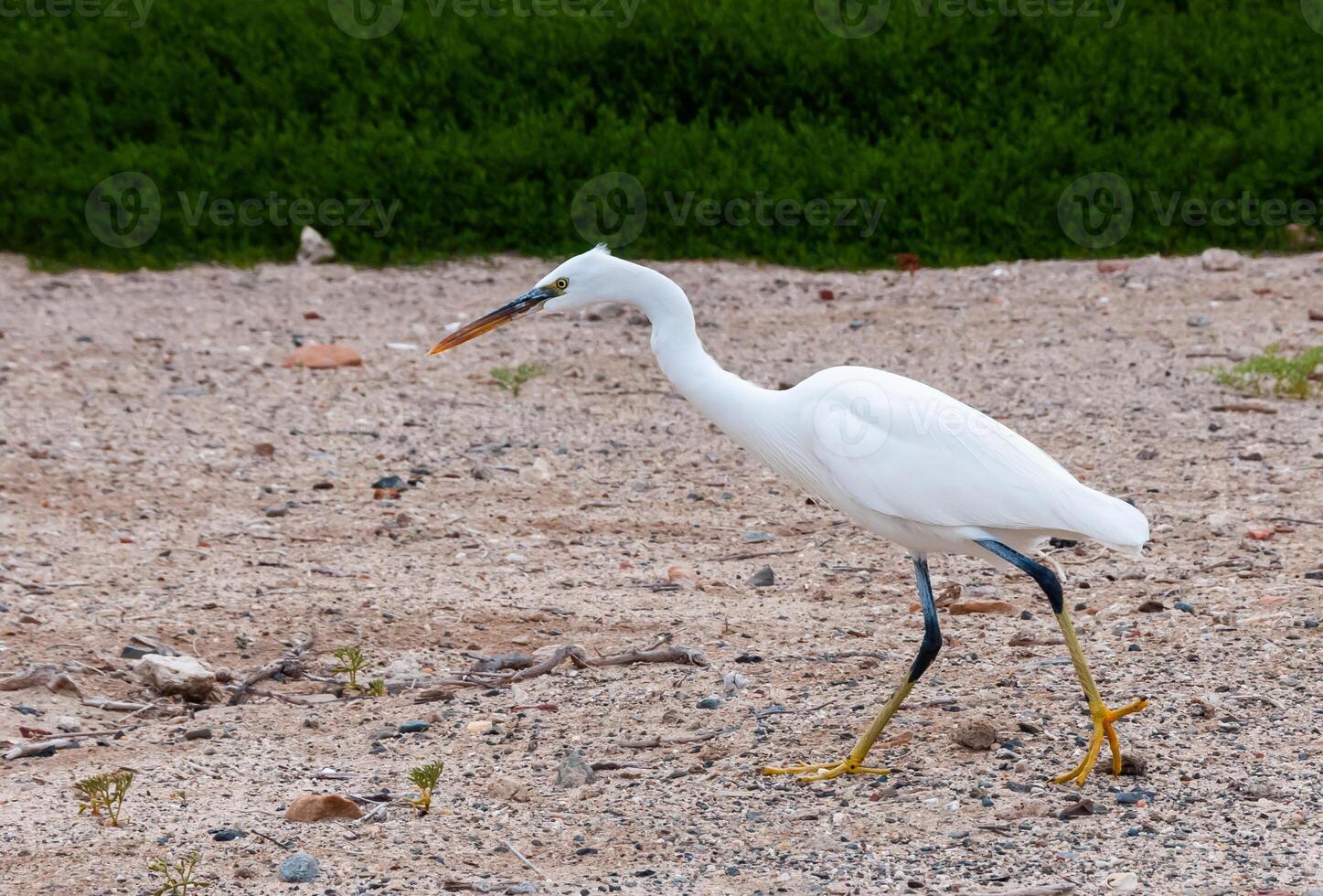 A white heron bird hunts on a sandy shore, Red Sea, Marsa Alam, Egypt photo