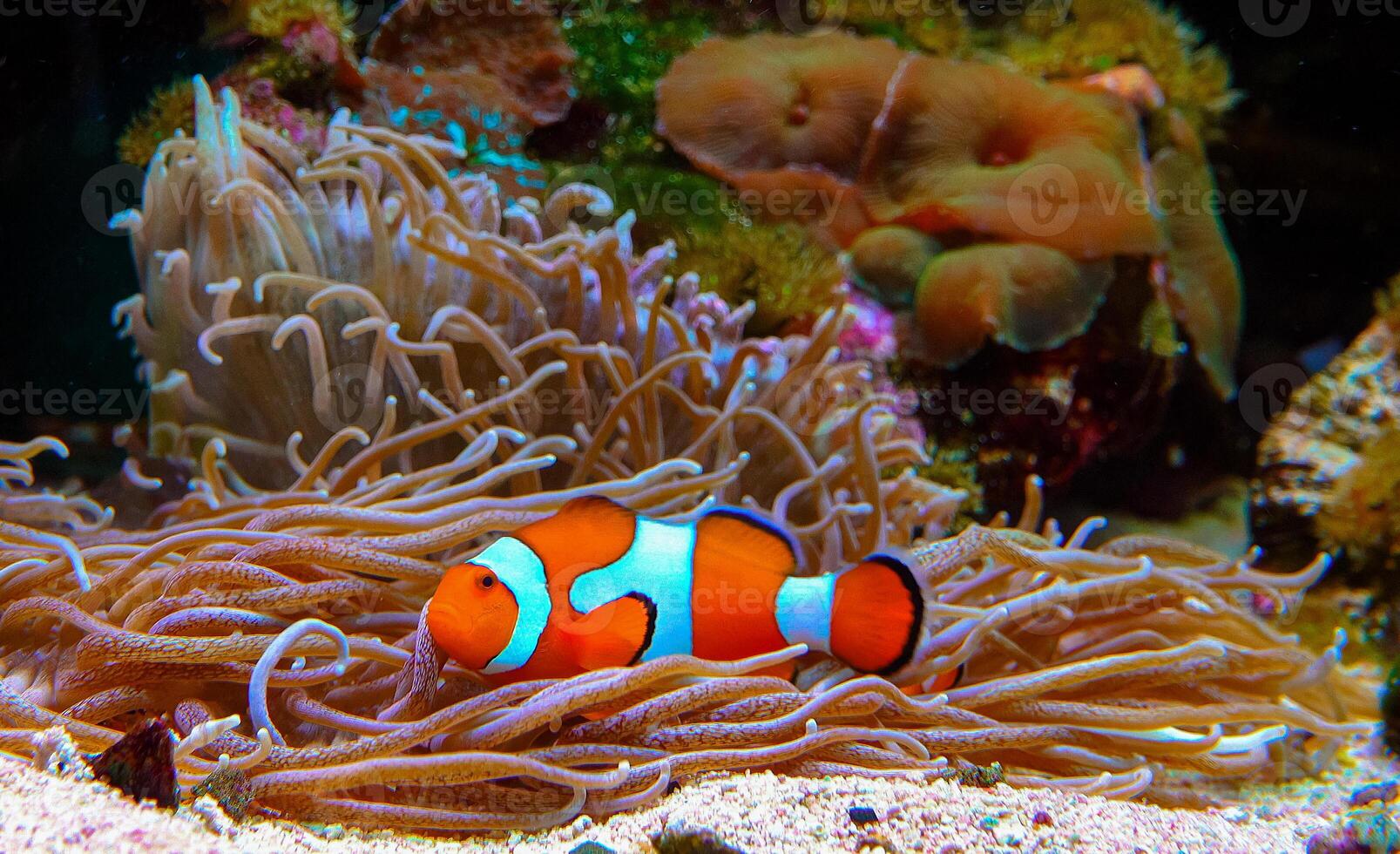 Clown fish, Anemonefish Amphiprion ocellaris swim among the tentacles of anemones photo