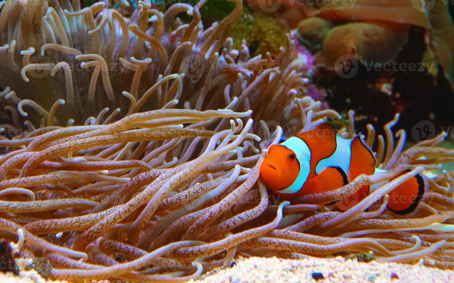 Clown fish, Anemonefish Amphiprion ocellaris swim among the tentacles of anemones photo
