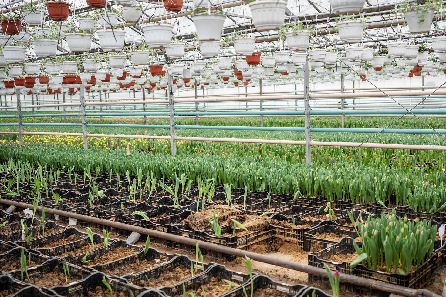 Plantation of tulips cultivation in greenhouse. Seedling of spring bulbous flowers in glasshouse photo