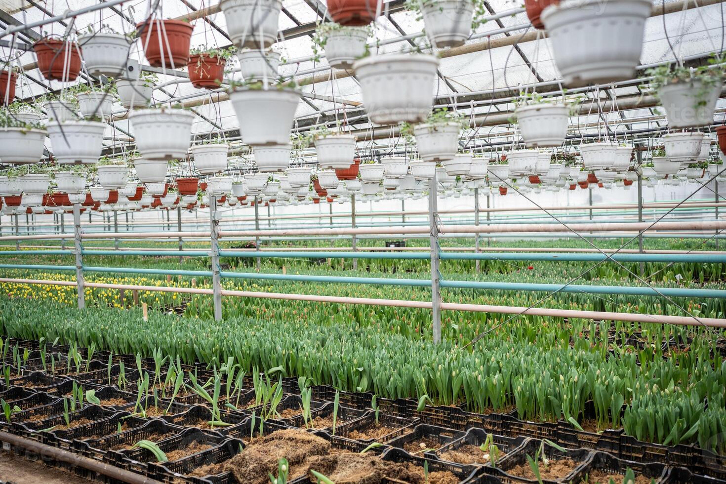 Growing plants and flowers in multi-level greenhouse. Seedlings in pots. Flower industry business photo