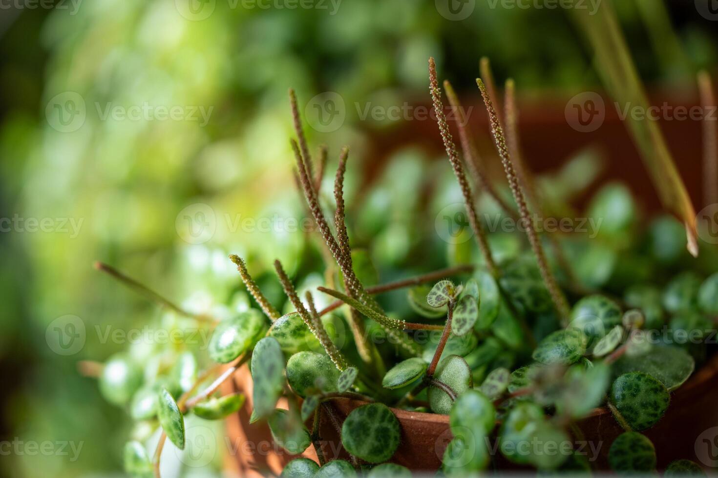 Closeup of Peperomia Prostrata string of turtles houseplant in terracotta flower pot at home photo