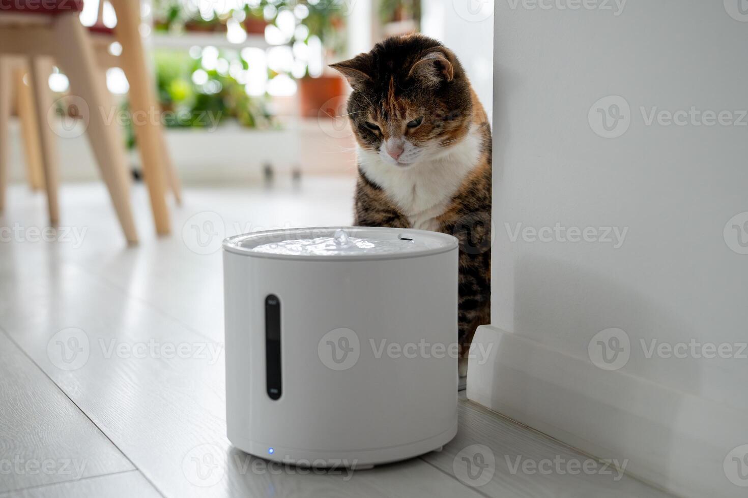 Curious cat looks at smart drinking fountain that owners bought him to prevent urinary tract disease photo