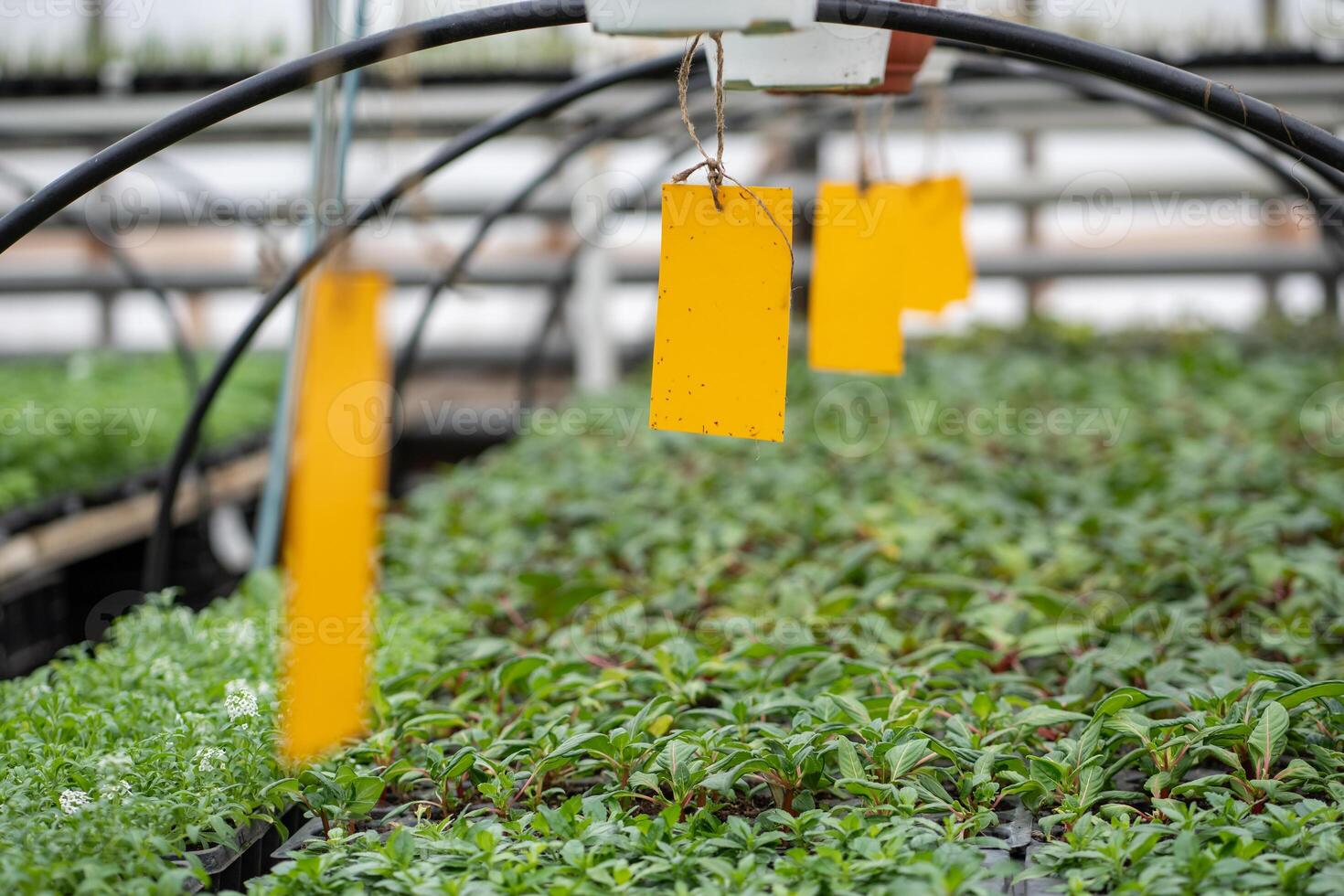 Fungus gnats stuck on yellow sticky trap in greenhouse. Eco plant pest control in glasshouse photo