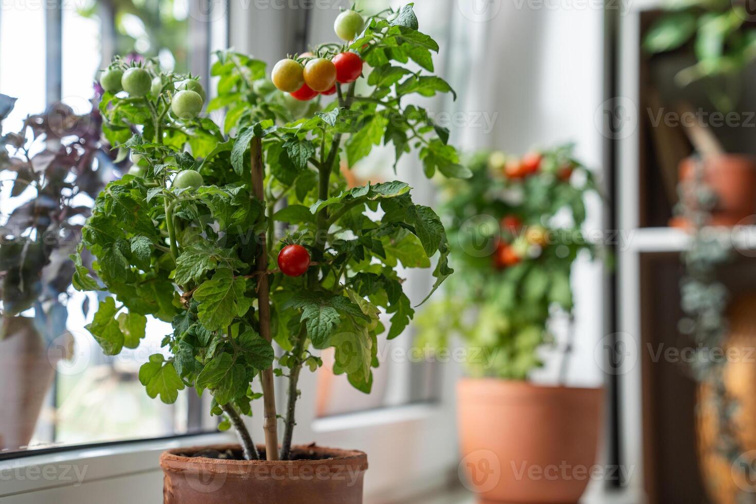 Homegrown small bush of balcony cherry red tomato in clay pots growing on windowsill at home. photo